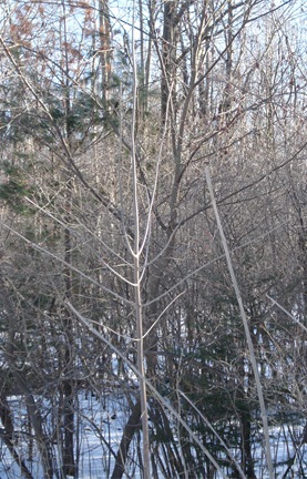 Fig. 5.   Young Ash:  Note the opposite branching pattern and that not all of the pairs arise in the same plane, which, along with some broken-off branches in older trees, can mis-lead one into not recognizing the opposite branching.