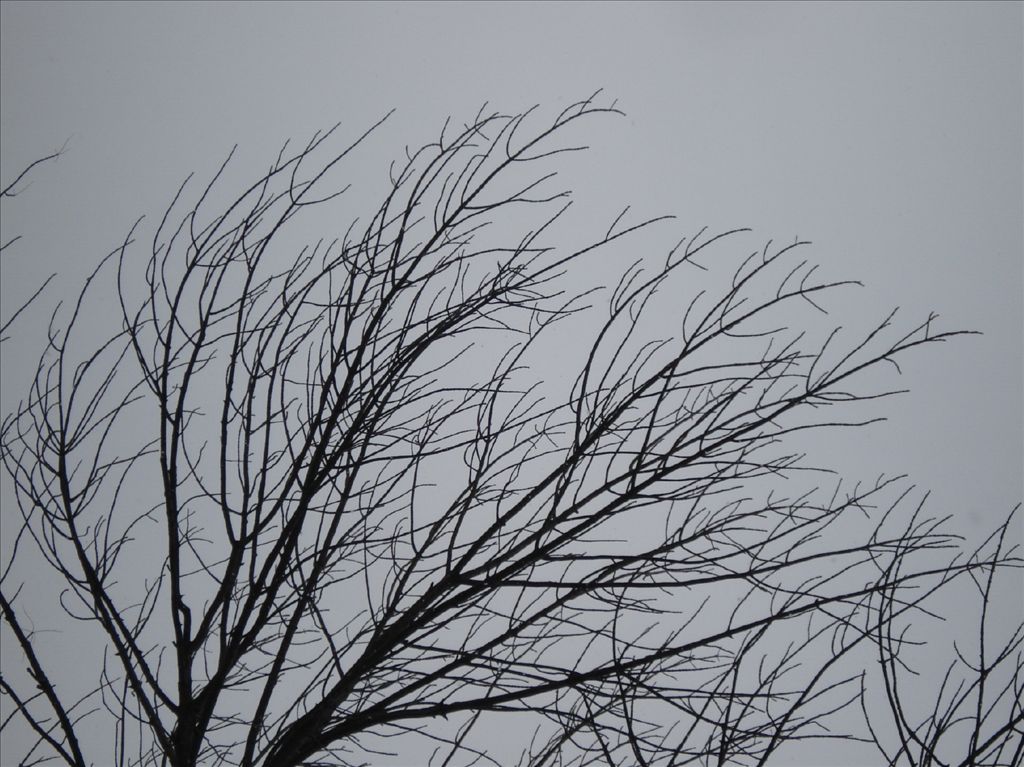 Fig. 6.  Ash: bare branches in winter.  Note the opposite branches.  The side (lateral) branches are long-ish and generally curve towards the tip of each branch.