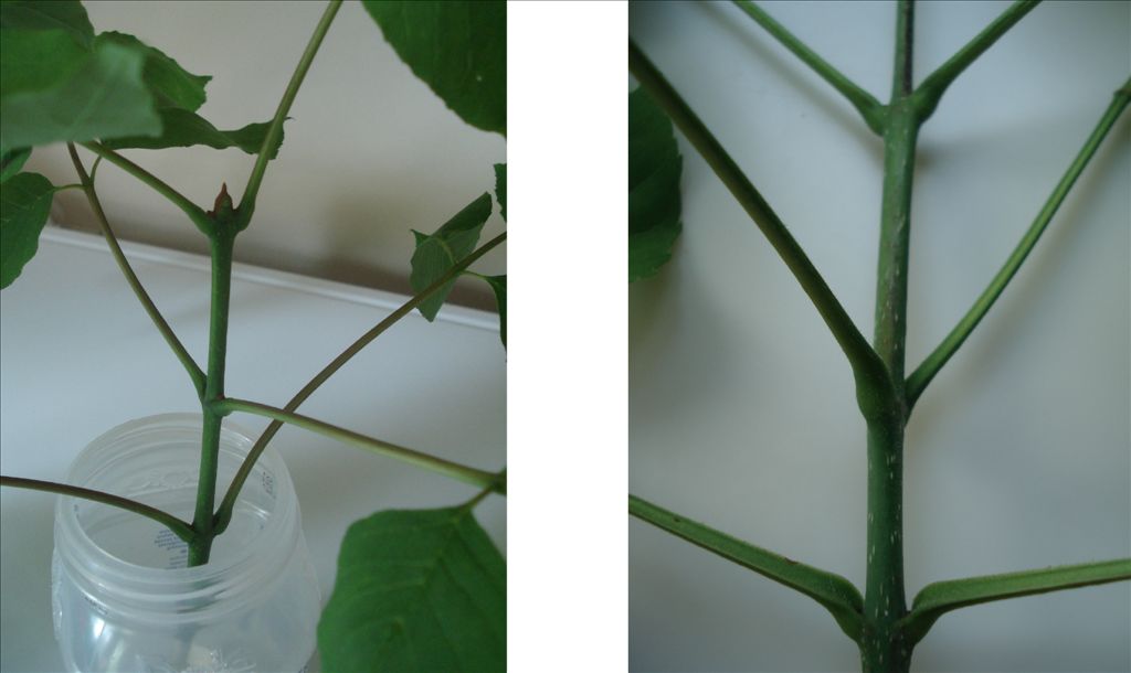fig7.jpg