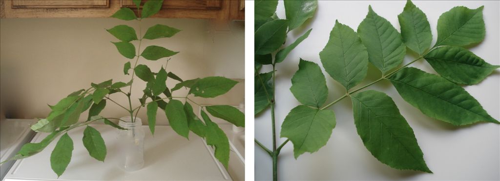 fig8.jpg