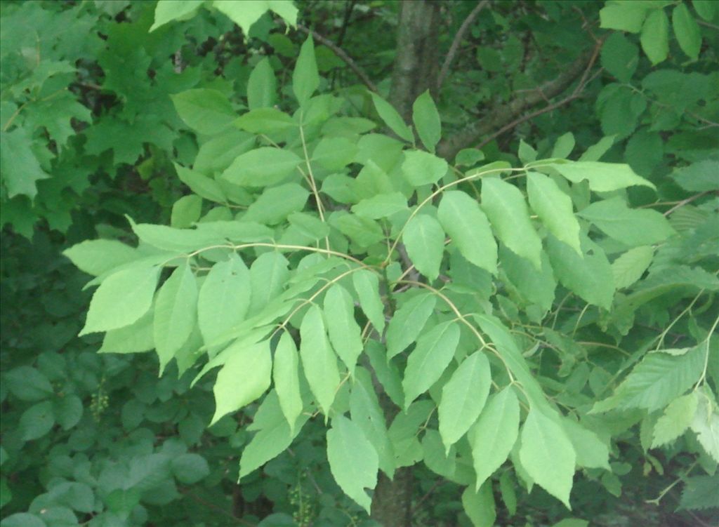fig9.jpg