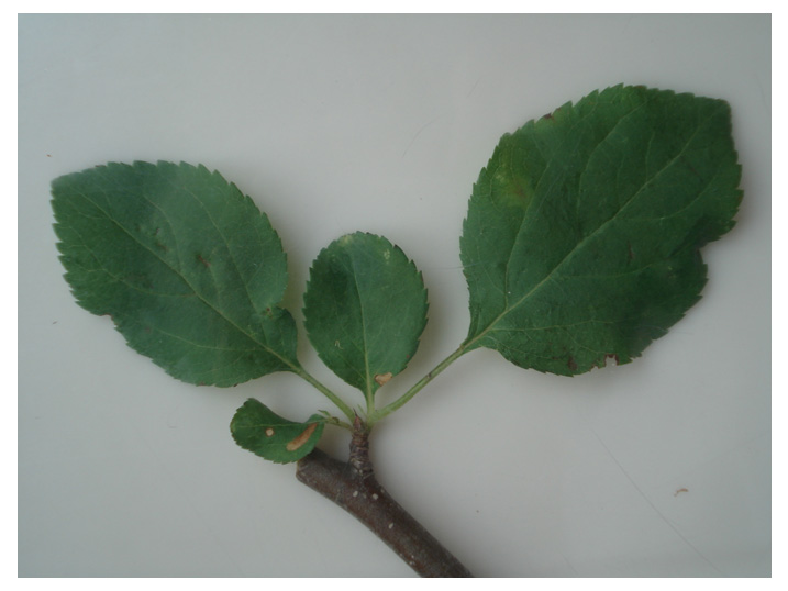 Fig. 2
