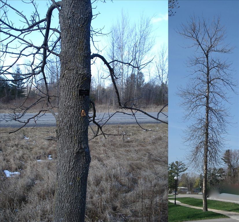 Fig. 2.  Green Ash: note the lower downward turned branches.