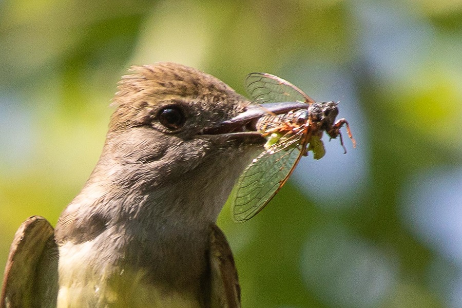 Great Crested Flycatcher