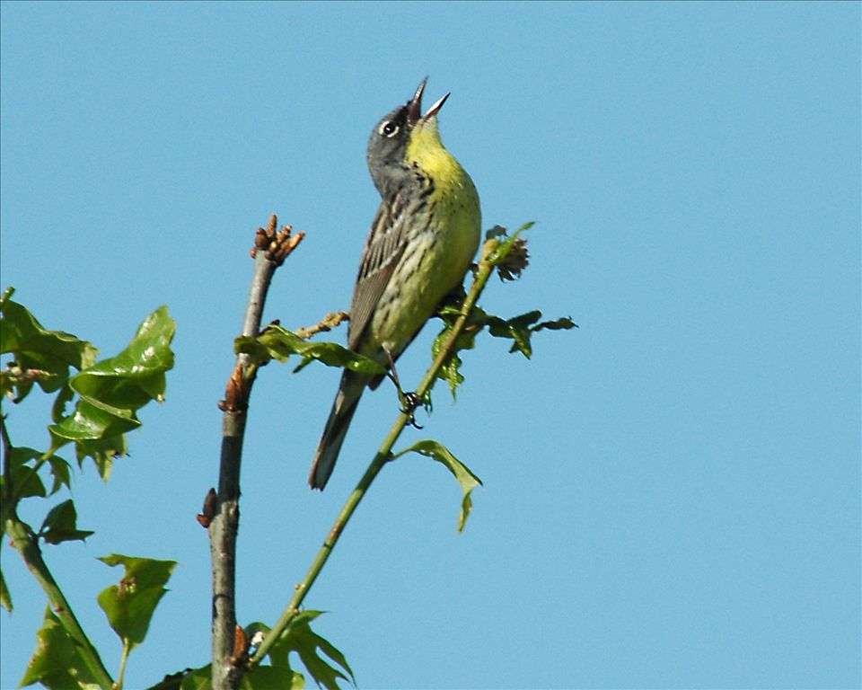 Kirtland's Warbler by George Falkenhagen