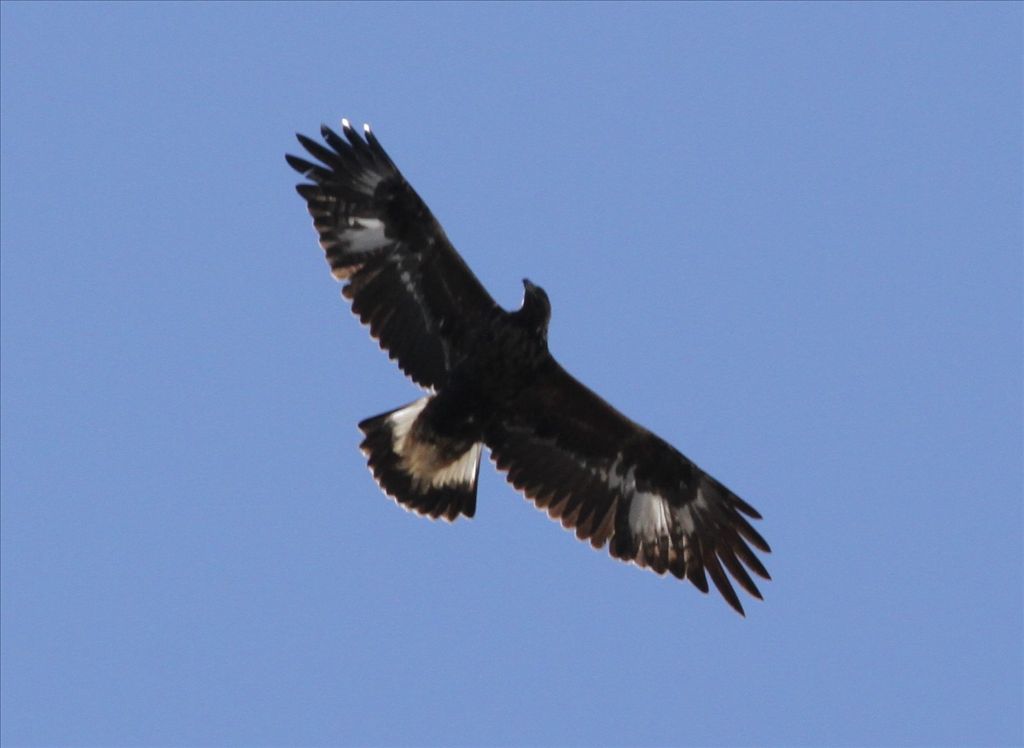 Golden Eagle by Steve Baker