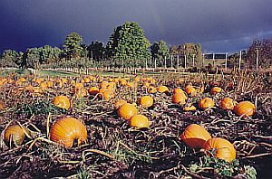 golden_river_orchard.jpg