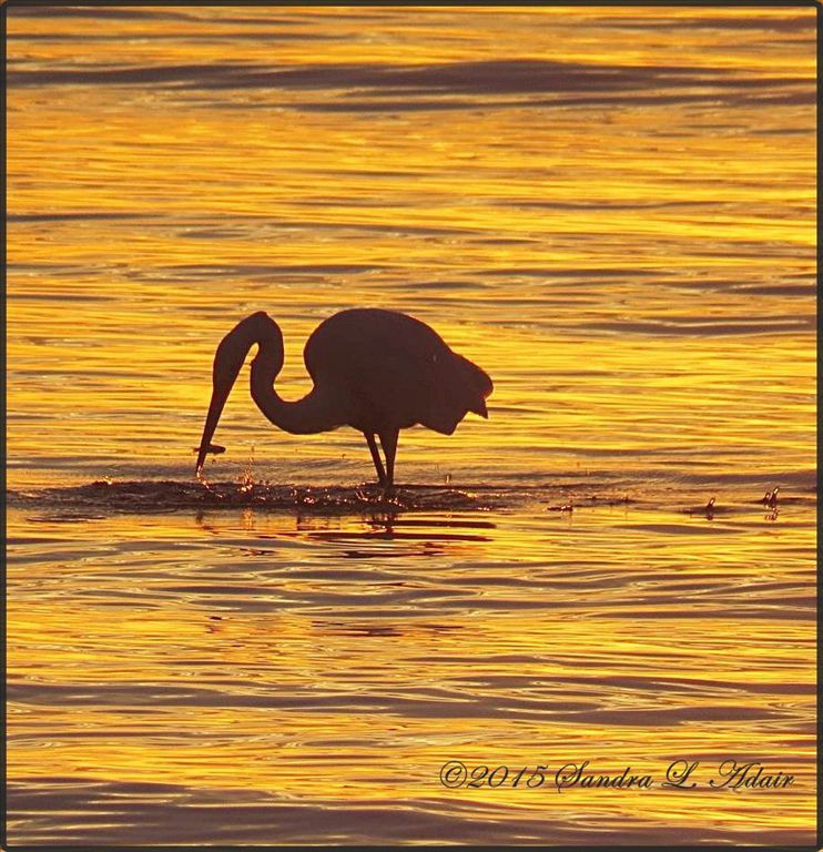 Great Egret by Sandra Adair