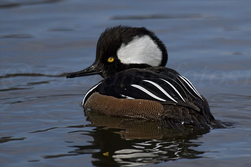 Hooded Merganser by Phil Odum