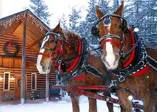 Elk viewing sleigh ride