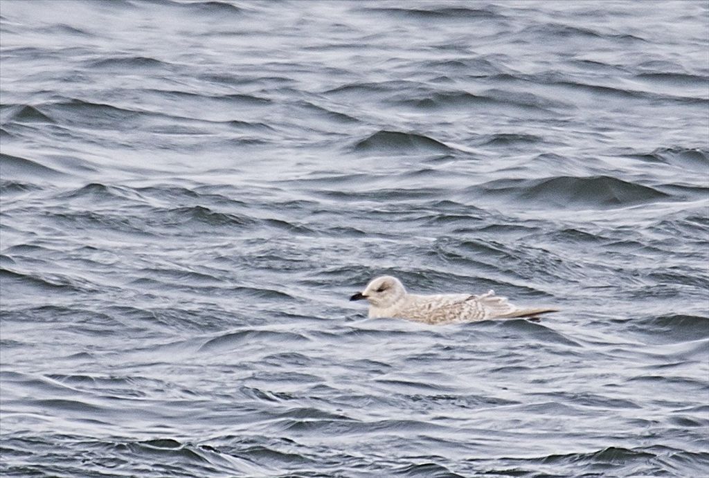 Iceland gull by Phil Odum