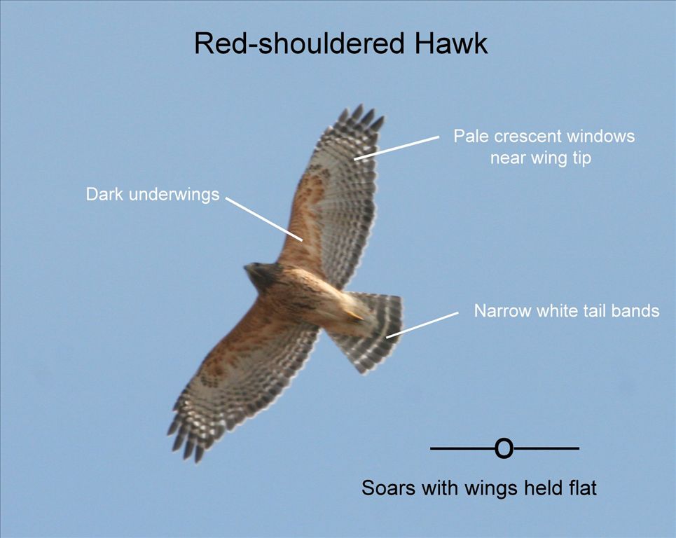 Broadwinged Hawk
