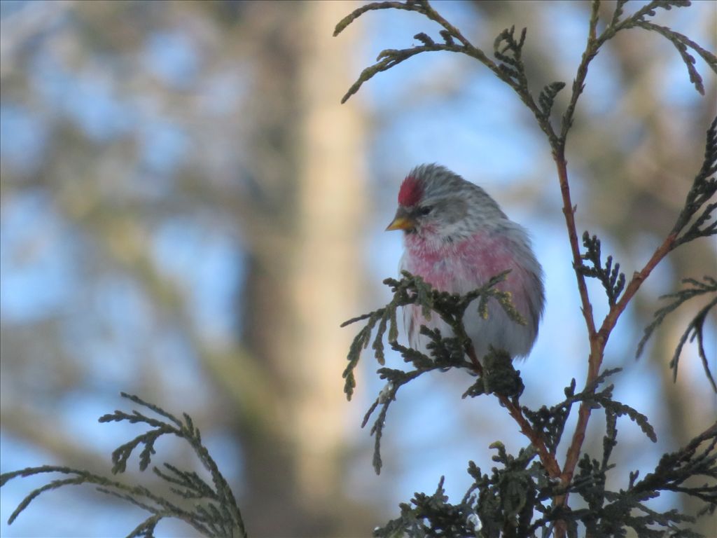 Common Redpoll