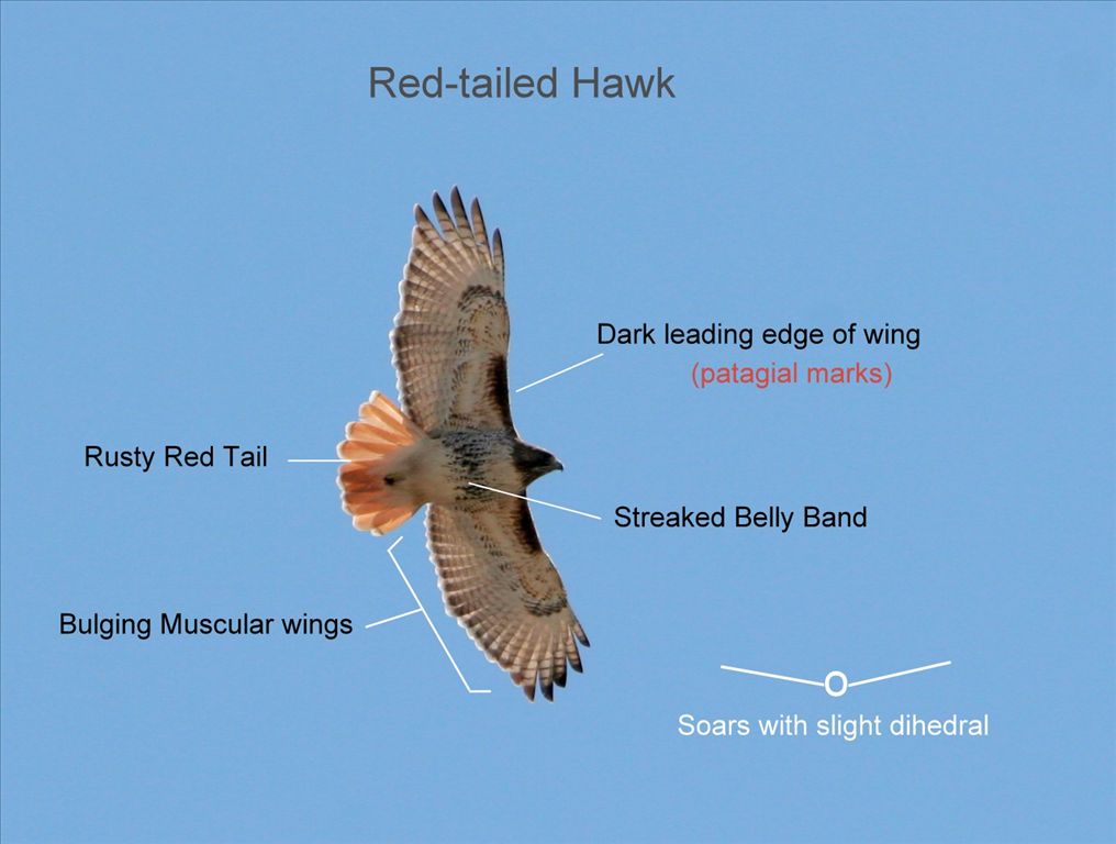 Red Shoulderd Hawk