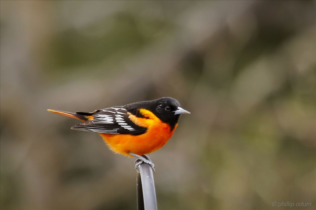 Baltimore Oriole