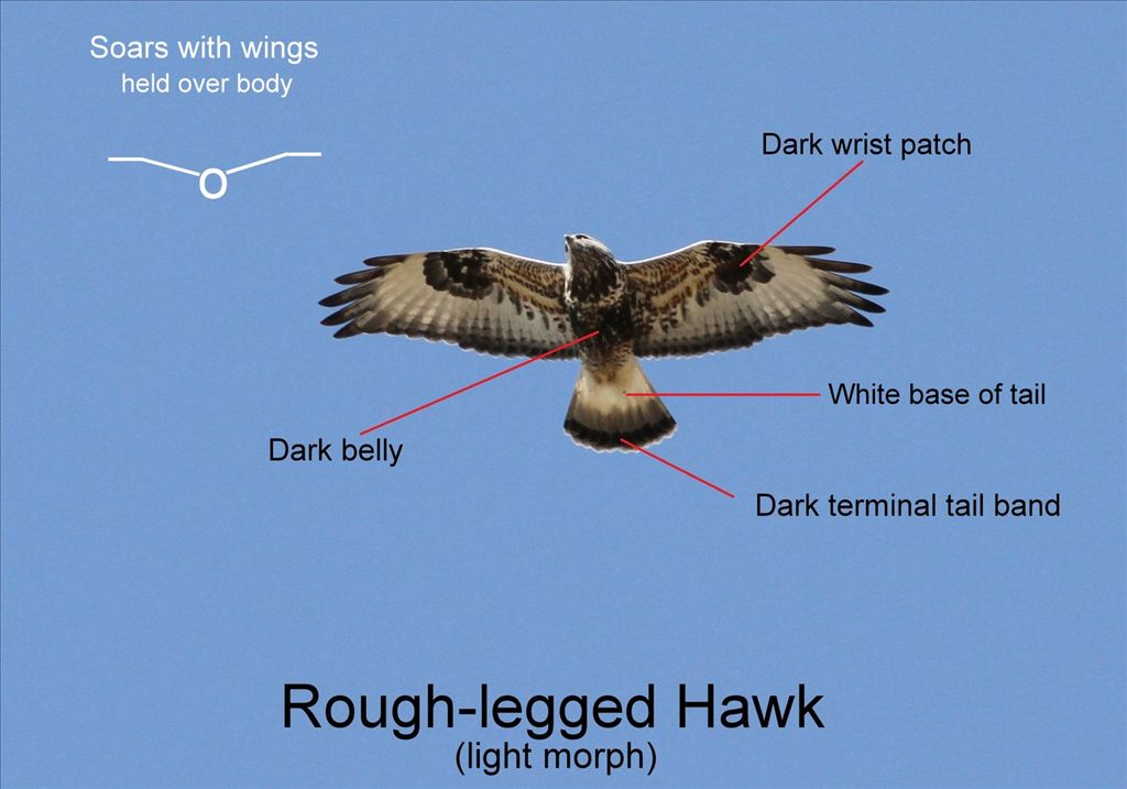 Rough-Legged Hawk