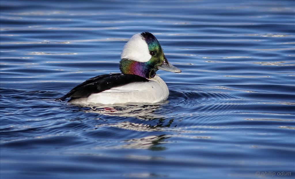 Bufflehead