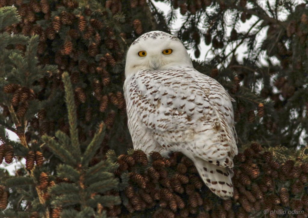 Snowy Owl