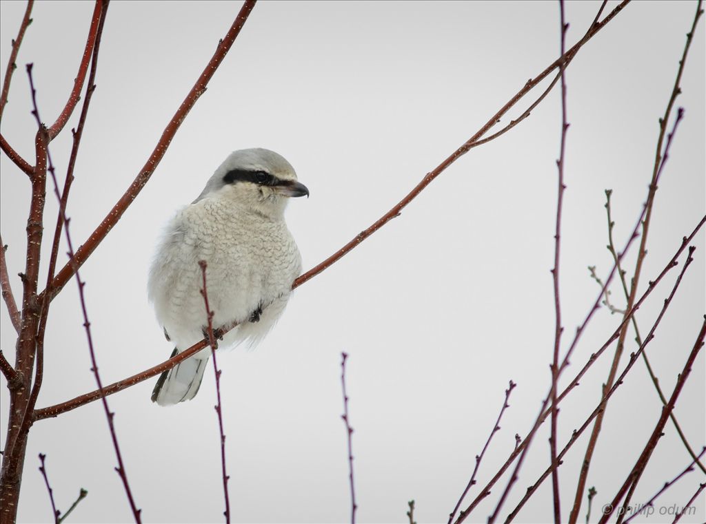 Northern Shrike