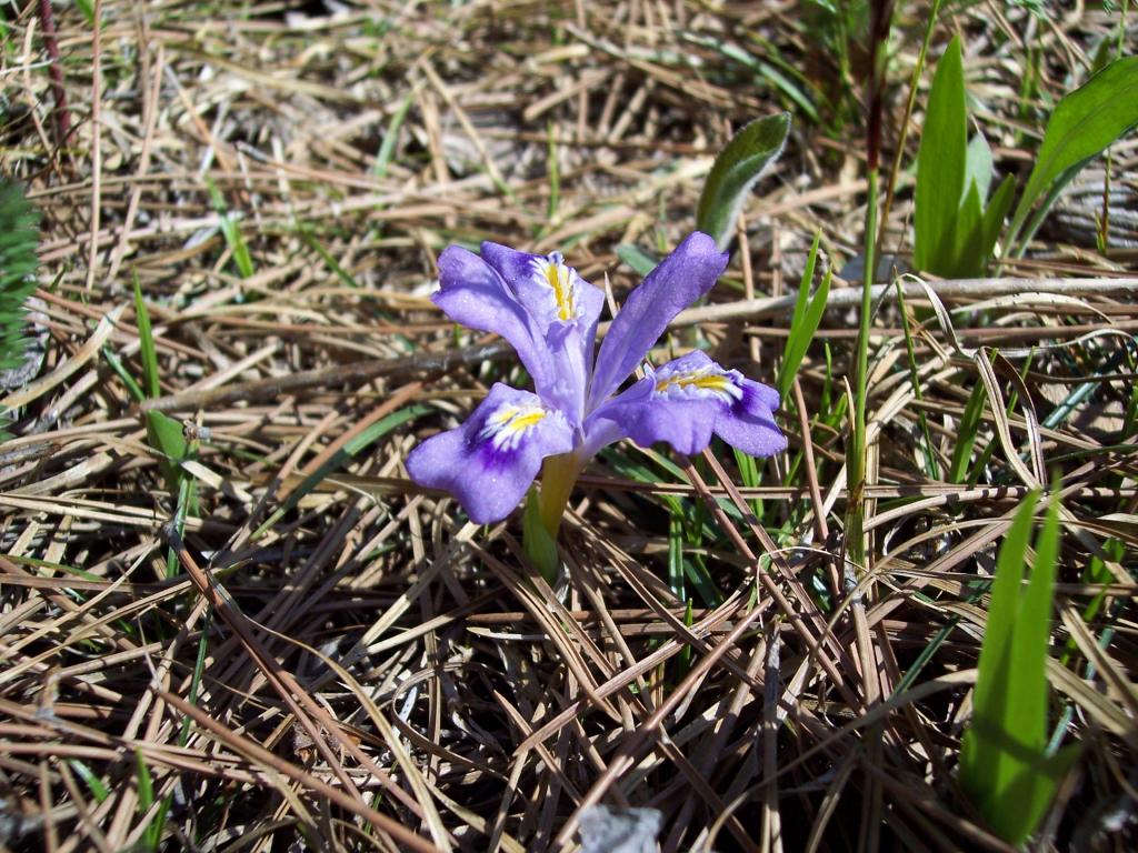 iris_lacustris.jpg