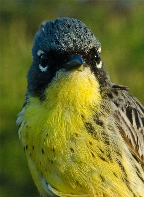 Kirtland's Warbler by William Rapai