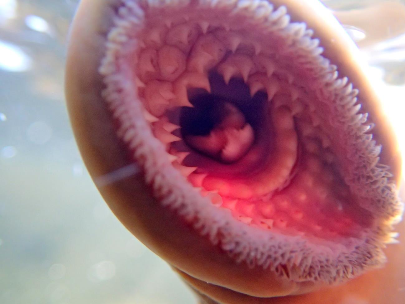The mouth of a sea lamprey, an invasive species in the Great Lake. 