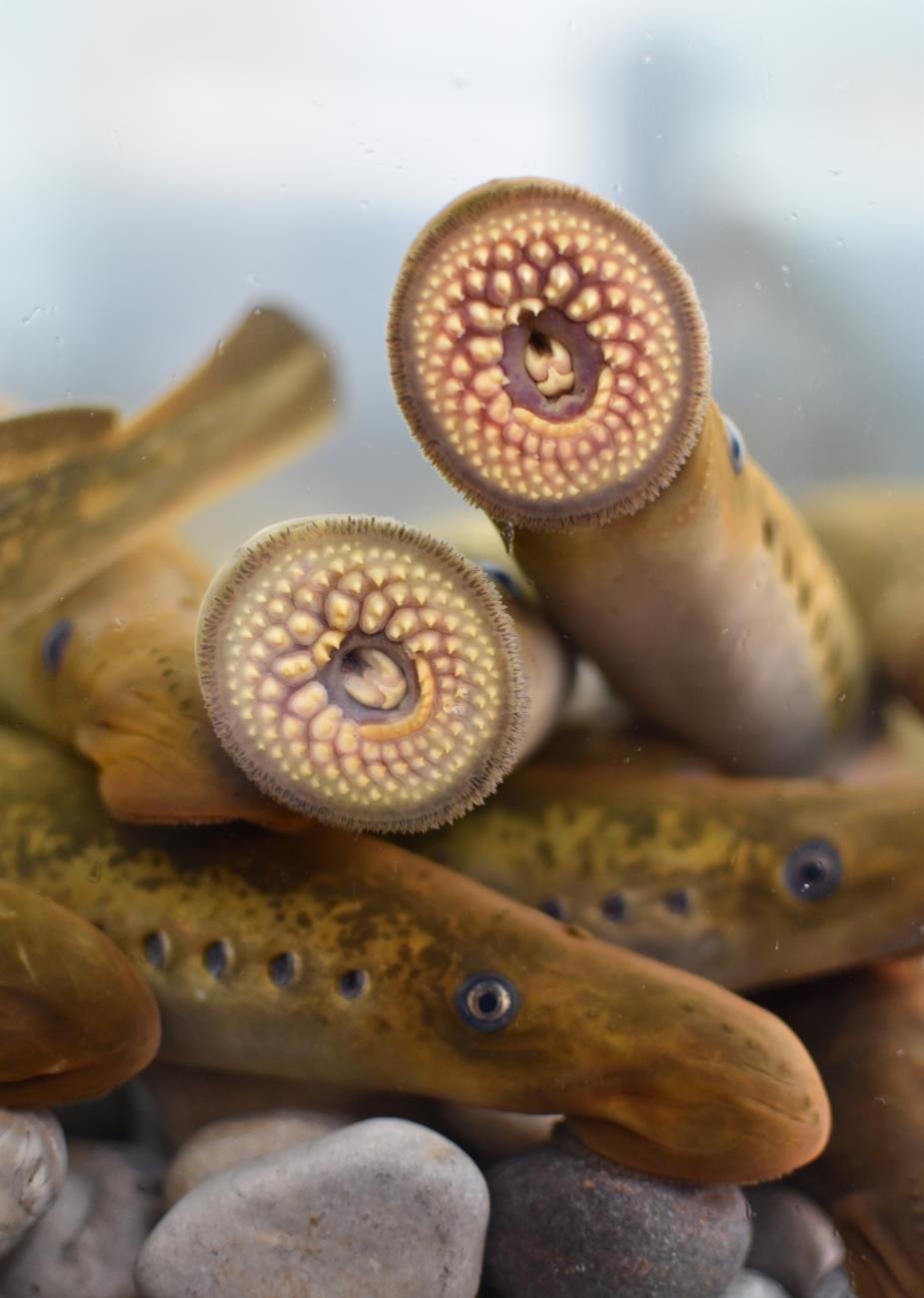 A tank full of sea lampreys – one of the most notorious invasive species in the Great Lakes.