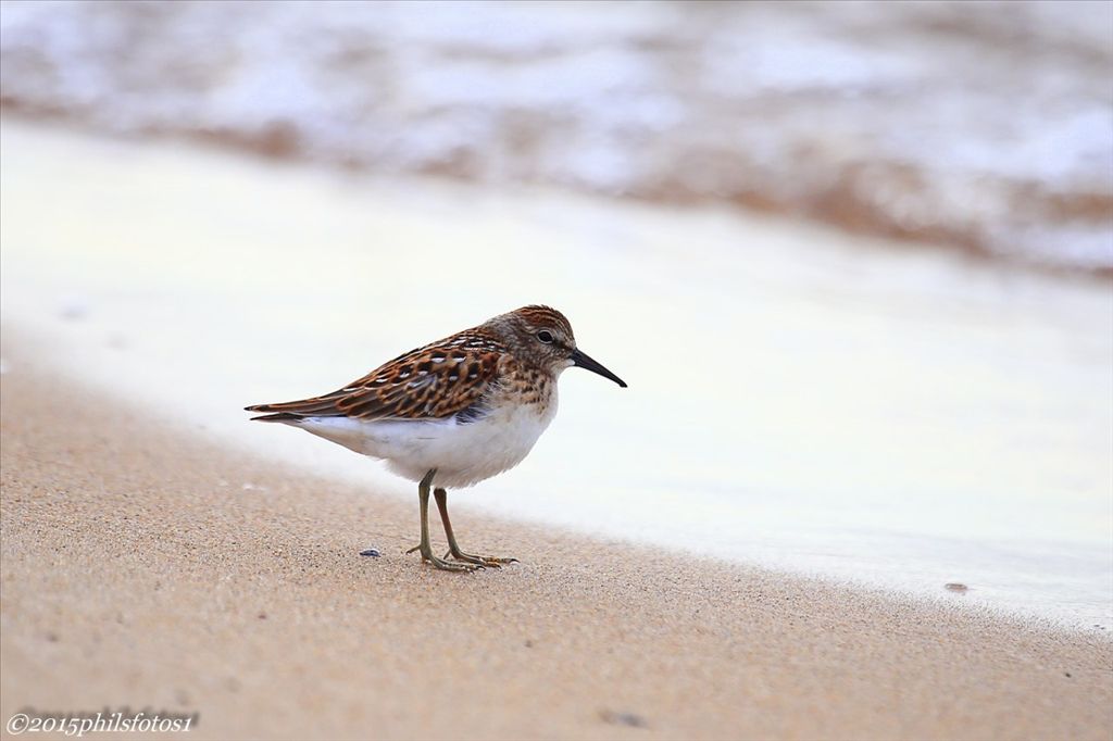 Least sandpiper by Phil Odum