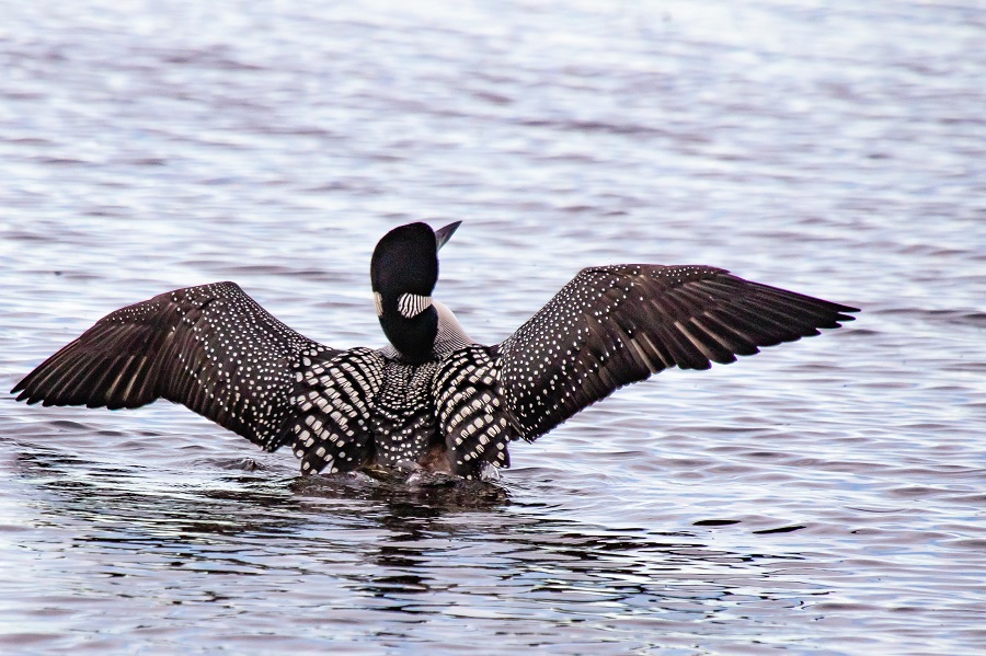 Loon at Tuttle Marsh