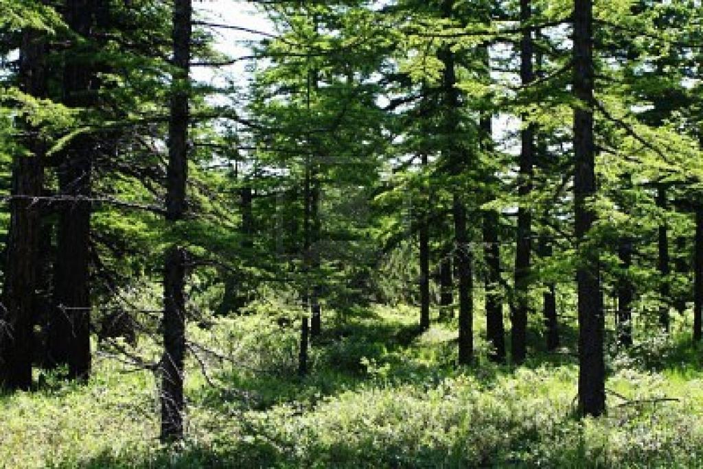 lost_tamarack.jpg