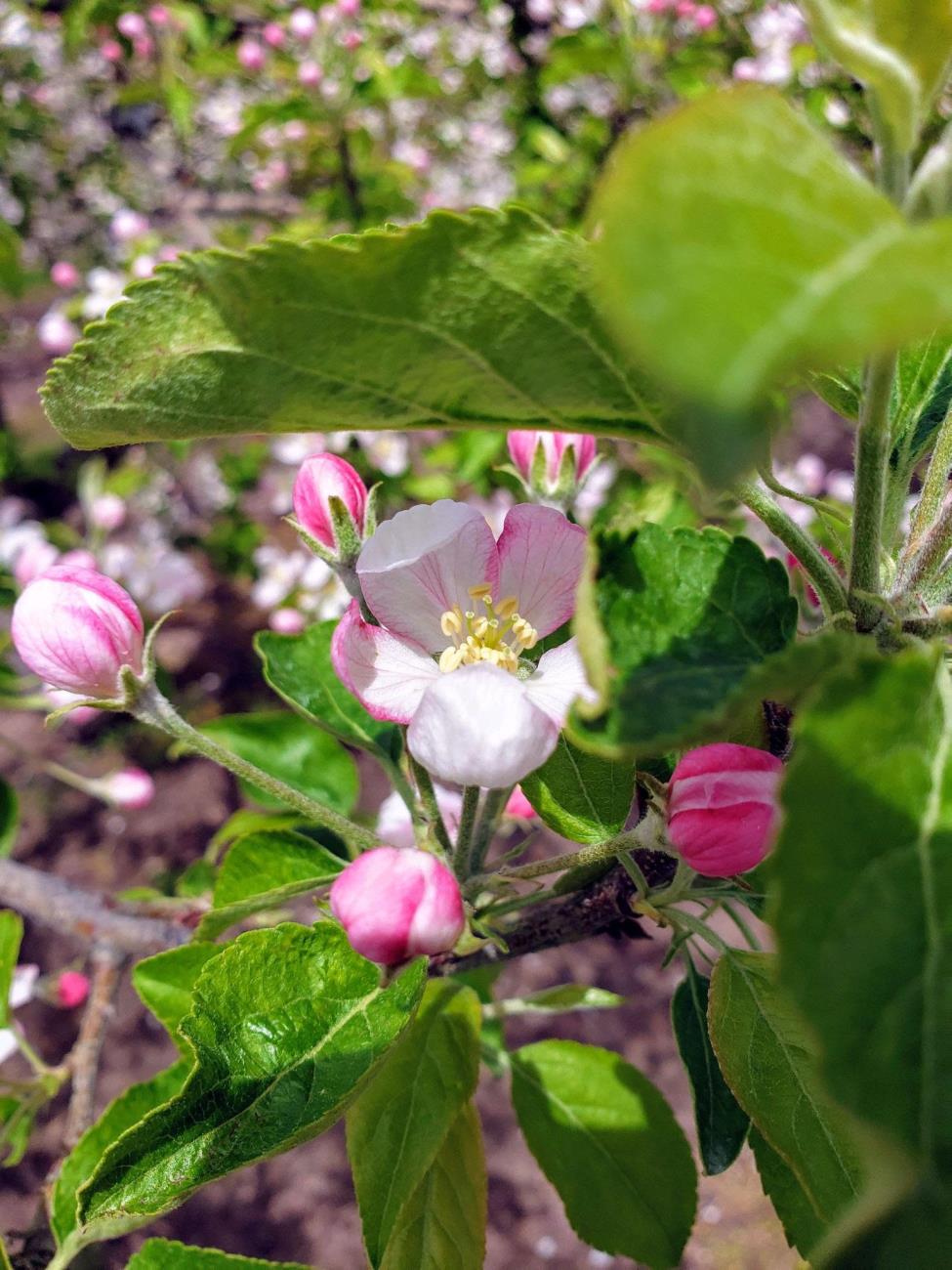 Blossoms at Knaebe's