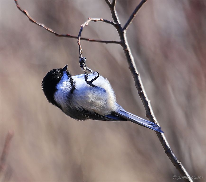 Black Capped Chickadee