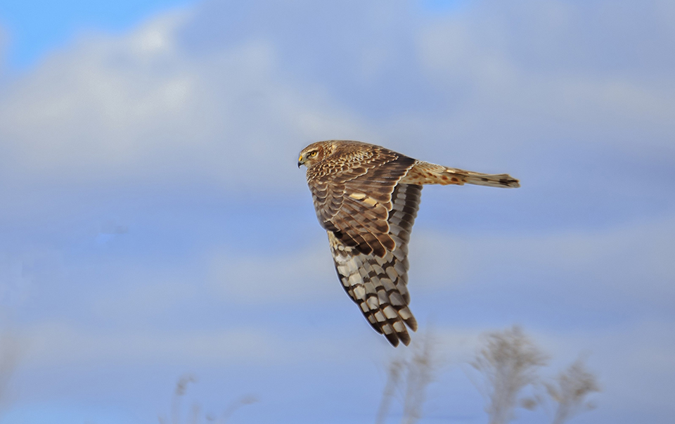 Northern Harrier