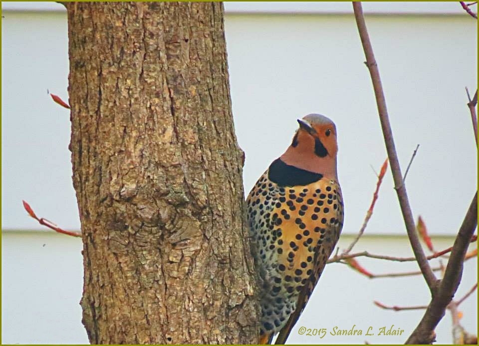 Northern Flicker by Sandra Adair