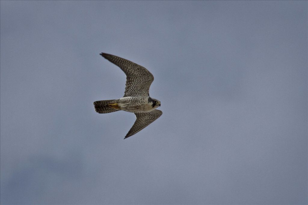 Peregrine falcon by Phil Odum