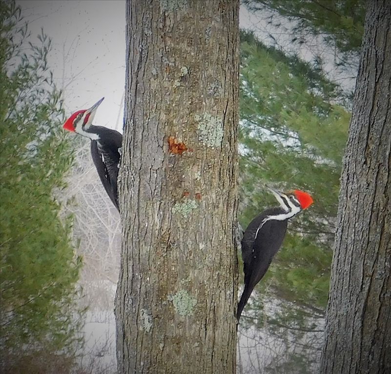 Pileated Woodpeckers by Debbie Schirmer