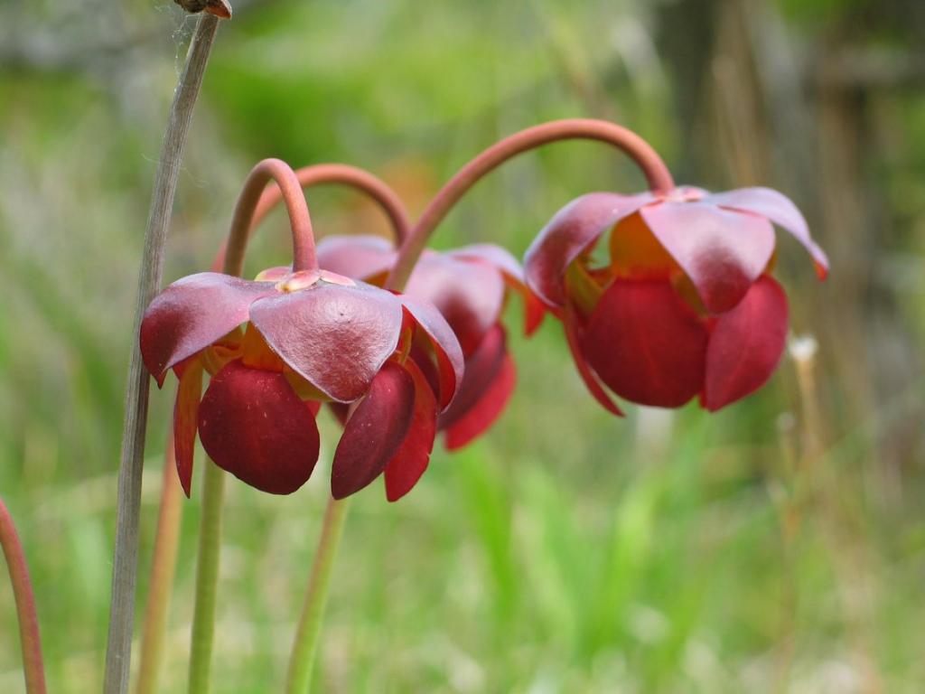 pitcher_plant.jpg