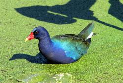 Purple Gallinule