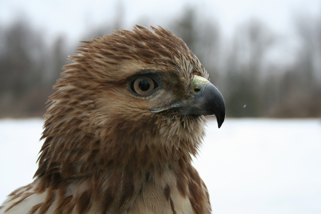 Red-tailed hawk by Brandon Schroeder