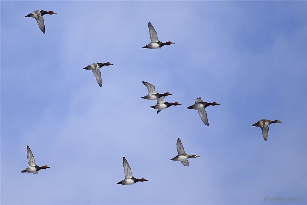 Redhead ducks by Phil Odum