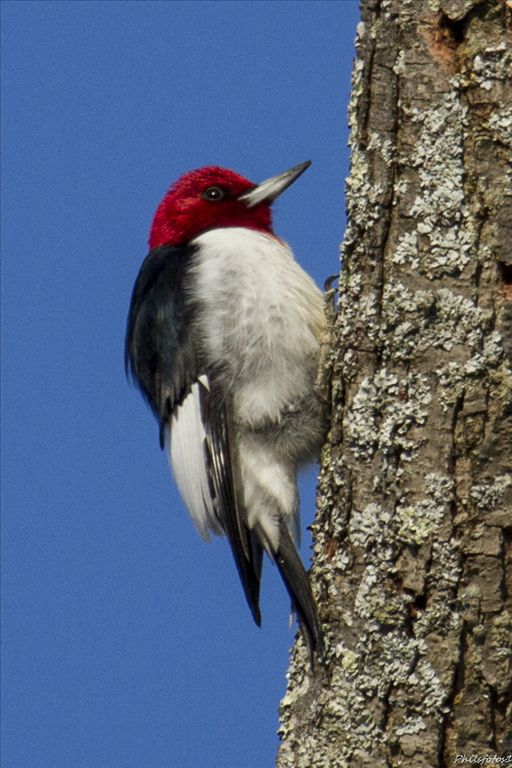 Red-headed Woodpecker by Phil Odum