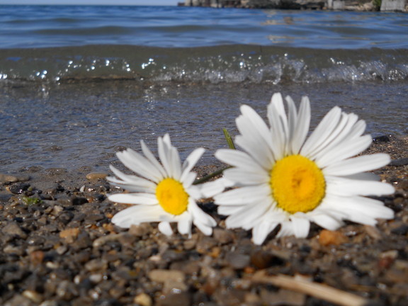 Rockport shoreline