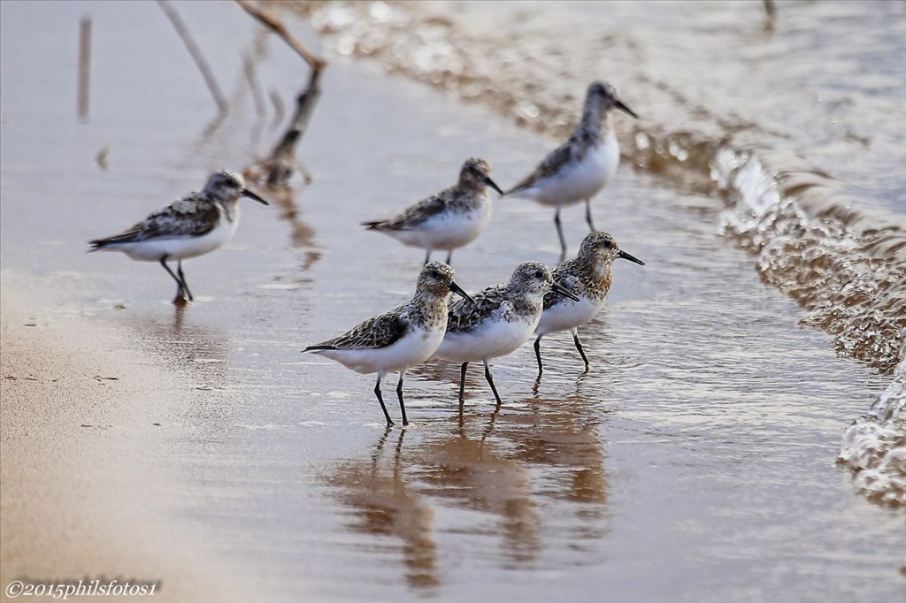 Sanderlings by Phil Odum