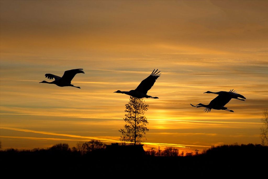 Sandhill Cranes by Arno Poerner