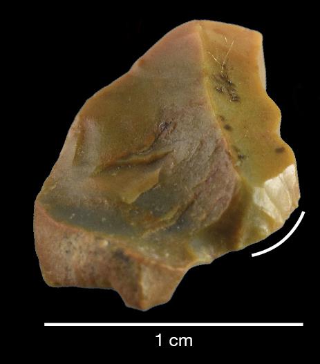 A small stone tool recovered during archaeological investigations at the Alpena-Amberly Ridge. Photo courtesy of John O’Shea.