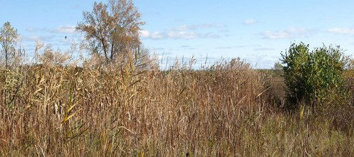 standish_nature_preserve.jpg