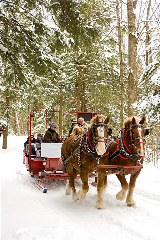 Elk viewing sleigh ride