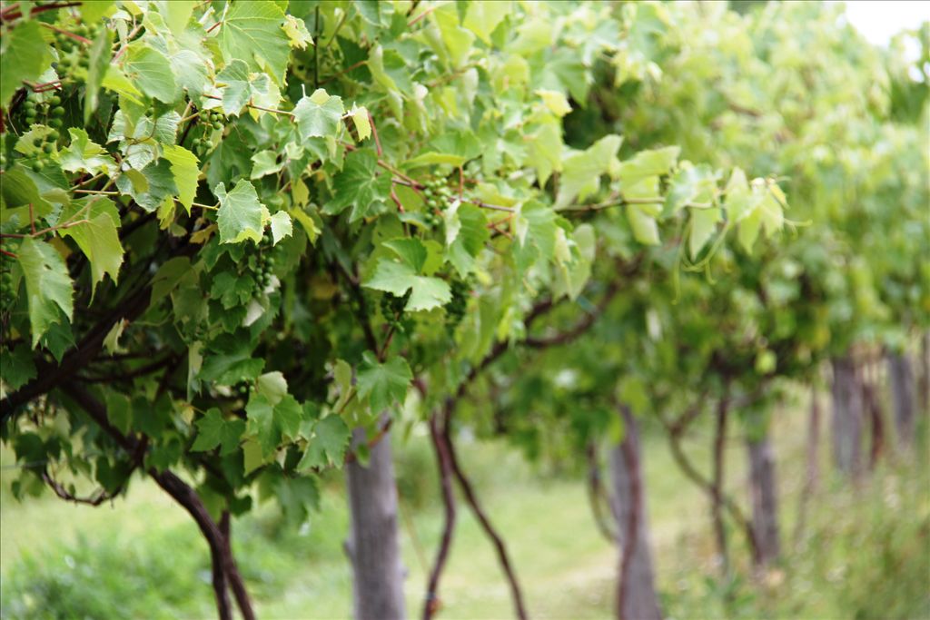 thunder_bay_winery2.jpg