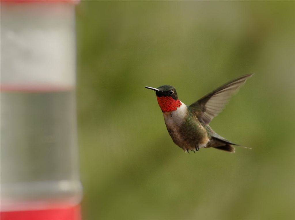 Humming Bird