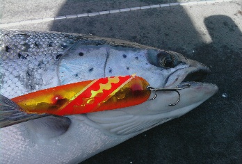 trickyfish_two_hearted_jason_synder_1.jpg